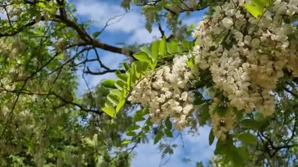 Kwitnąca Gałąź Drzewa Akacjowego Białymi Kwiatami Tle Błękitnego Nieba — Wideo stockowe