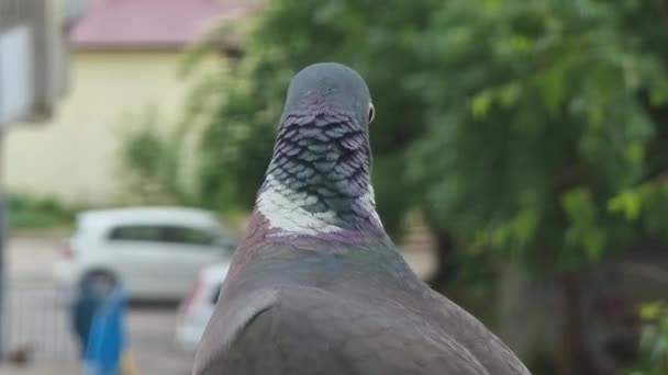 Gołąb Mieście Ptak Pozuje Przed Kamerą Niewyraźnym Tle Drzew Samochodów — Wideo stockowe