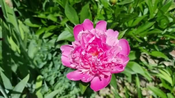 Een Mooie Roze Pioenroos Bloeit Tuin Een Zonnige Zomerdag — Stockvideo