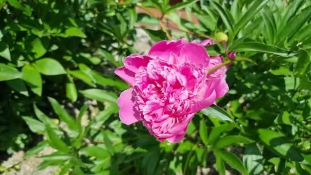 Vacker Rosa Pion Blomma Trädgården Solig Sommardag Växer Buske Bland — Stockvideo
