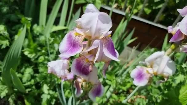 Iris Flor Roxa Jardim Iris Género Botânico Pertencente Família Iris — Vídeo de Stock