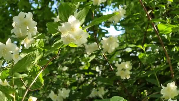Yasemin Dal Narin Bahar Çiçekleri — Stok video