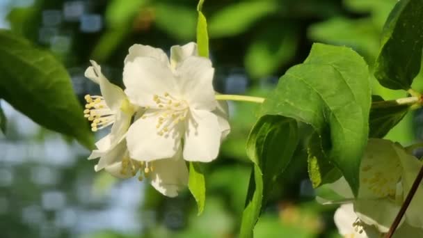 Λευκά Λουλούδια Γιασεμιού Κλαδί Λεπτά Ανοιξιάτικα Λουλούδια — Αρχείο Βίντεο
