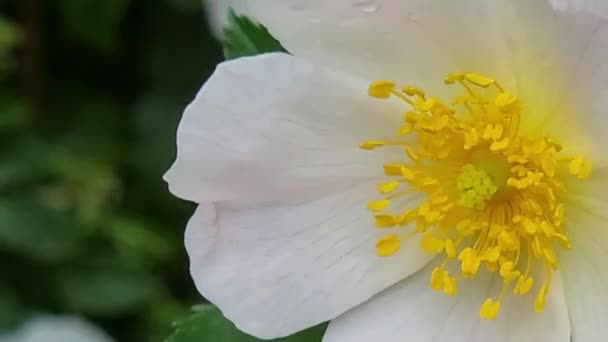 White Gently Pink Rosehip Flower Yellow Stamens Close Sways Wind — Stock Video