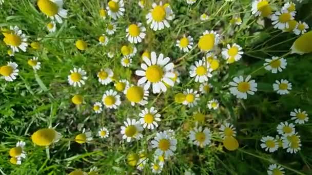 Białe Kwiaty Rumianku Zielonej Łące Latem Top View Medycyna Alternatywna — Wideo stockowe