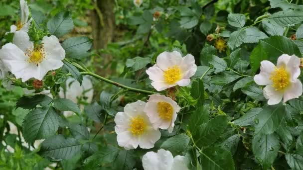 Belles Fleurs Parfumées Rose Blanc Églantier Sur Fond Feuilles Vertes — Video