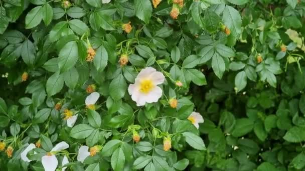 Beau Buisson Cynorrhodon Fleurs Fleurs Blanc Rose Sur Fond Feuilles — Video