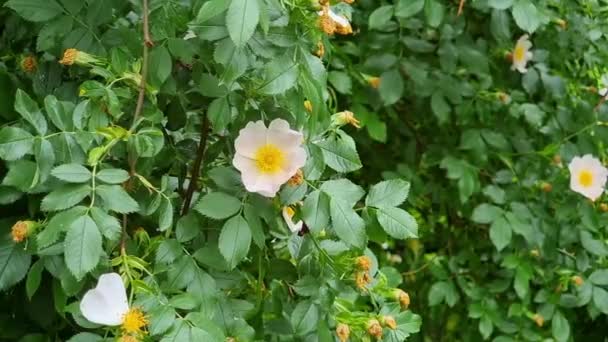 Hermosas Flores Rosa Mosqueta Sobre Fondo Hojas Verdes — Vídeo de stock