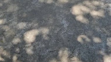 Bereketli yaprakların gölgeleri, güneş ışığının parıltısıyla betonun üzerinde rüzgardan hareket eder. Arkaplan