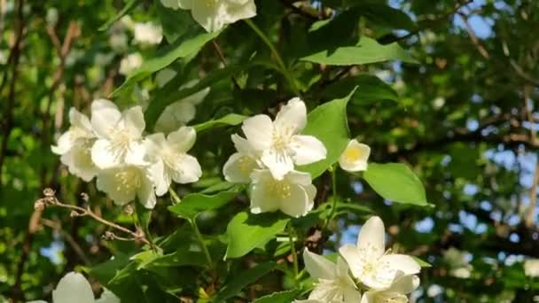 Jasmine Gałąź Delikatne Wiosenne Kwiaty Jasmine Egzotyczna Roślina — Wideo stockowe