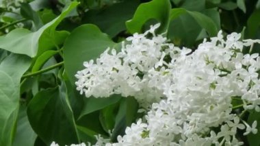 Bahçedeki yeşil yaprakların arka planına yakın beyaz leylak çiçekleri..