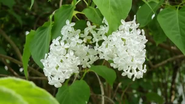 庭の木の枝に白いライラックの花 — ストック動画
