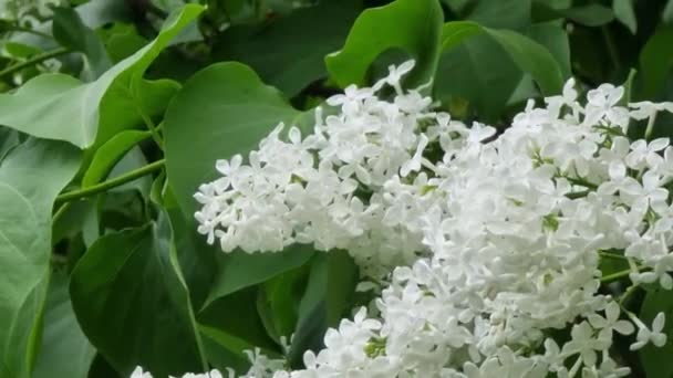Bílé Šeříkové Květy Zblízka Pozadí Zeleného Listí Zahradě — Stock video