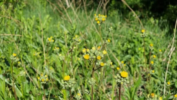 Zielona Trawa Żółte Kwiaty Chwasty Dzikim Polu Latem — Wideo stockowe