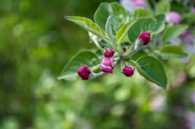 Bahçeye bahar geldi. Kırmızı pembe elma ağacı bir dala yakın çekim yapar. Çiçek açan meyve ağaçları..