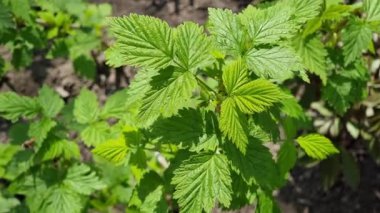 Bahçede yeşil yapraklı ahududu çalısı, yakın plan. Bahar bahçesi.