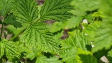 Kapalı ahududu yaprakları baharda Güneşli bir günde rüzgarda sallanıyor.