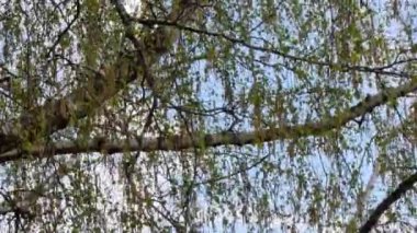 İlkbaharda yaprakları genç olan huş dalları ve mavi gökyüzünün arka planında tomurcukları.