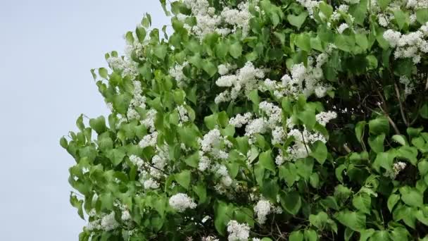 Flores Lila Blanca Con Hojas Verdes Una Rama Primavera — Vídeo de stock