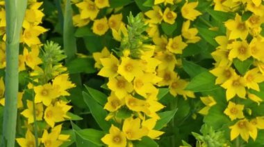 Sarı gevşeklik yazın bahçede çiçek açıyor..