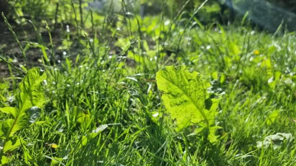Herbe Verte Dans Une Pelouse Jardin Les Feuilles Pissenlit Gros — Video