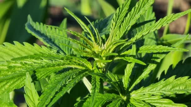 Hoja Cannabis Cerca Hojas Verdes Una Planta Marihuana Día Soleado — Vídeos de Stock