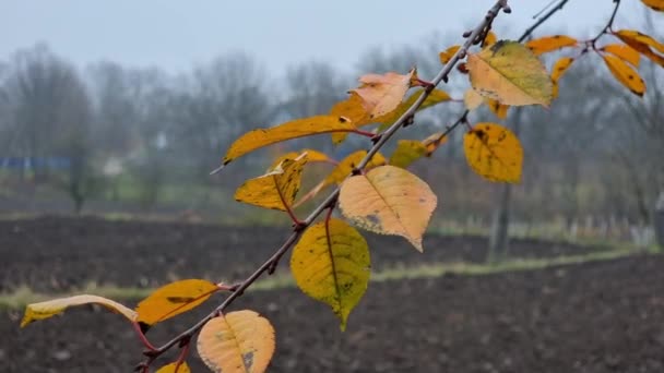 Herfst Gele Kersenbladeren Een Boom Tuin Tegen Achtergrond Van Geploegd — Stockvideo