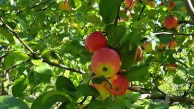 Meyve bahçesindeki elma dallarında kırmızı elmalar. Meyve bahçesinde olgun elmalar.