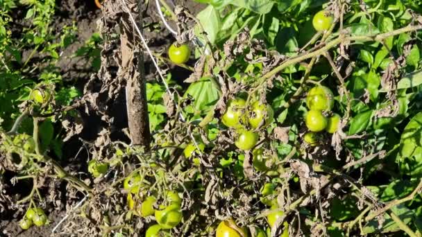 Los Tomates Verdes Maduran Arbusto Enfermo Con Las Hojas Secas — Vídeo de stock