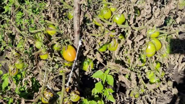 Niedojrzałe Żółte Pomidory Polu Chorym Krzewie Suszonymi Liśćmi Koncepcja Rolnictwa — Wideo stockowe