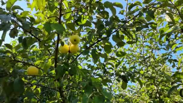 Dojrzałe Żółte Jabłka Gałęzi Jabłoni Ogrodzie Sezon Zbiorów Sad Rolnictwo — Wideo stockowe