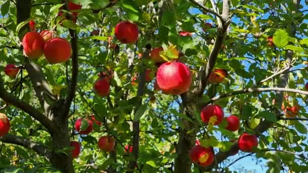 Äpplen Mognar Ett Äppelträd Trädgården Mogna Saftiga Röda Äpplen Trädgren — Stockvideo