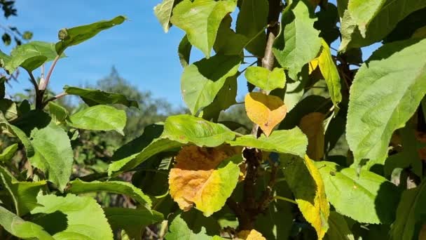 Żółte Zielone Liście Gałęziach Jabłoni Ogrodzie Jesienny Czas Sadzie Słoneczny — Wideo stockowe