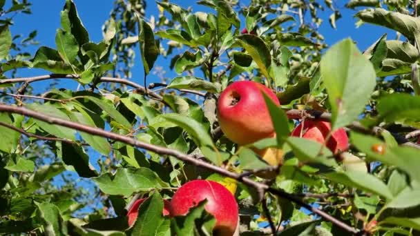 Mogna Röda Äpplen Grenarna Ett Äppelträd Höstträdgården Skördesäsong — Stockvideo