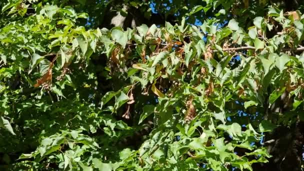 Lindenová Větev Zelenožlutými Suchými Listy Semeny Slunci — Stock video
