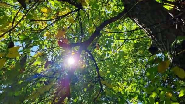 Soarele Strălucind Prin Frunzele Unui Copac Pădurea Toamnă — Videoclip de stoc
