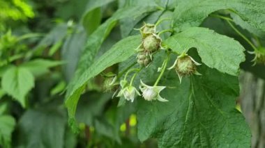 Yaz bahçesindeki bir dalda ahududu çiçekleri. Seçici odak.
