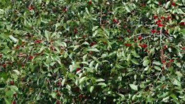 Yeşil bir yaz bahçesindeki ağaçta olgun kırmızı kirazlar. Doğa ve tarım. Hasat zamanı. Güneşli bir gün.