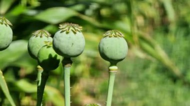 Opium haşhaş tohumu başları tarlada büyüyor, yakın plan.