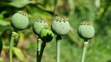 Olgunlaşmamış yeşil gelincik başları güzel bulanık bir bahçe arka planına karşı. Bir bitkiye yakın çekim. Tarım.