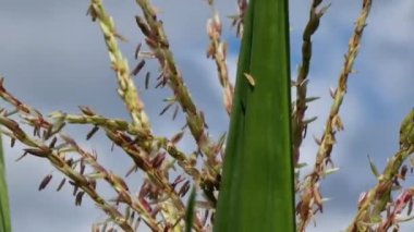 Yakın plan mısır yaprakları ve çiçekli arka plan mavi gökyüzü