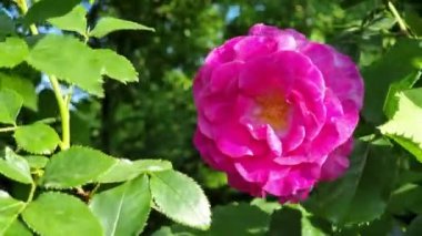 Güneşli bir yaz gününde bahçede güzel pembe bir gül.