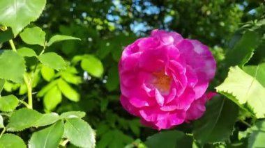 Güneşli bir yaz gününde bahçedeki güzel pembe gül..