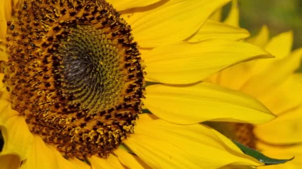 Sunflower Close Blooming Seeds Petals Small Bugs Crawling Flower Sunny — Stock Video