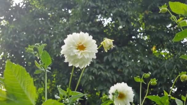 夏日阳光明媚 花园里开着白花 — 图库视频影像