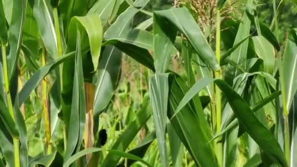 Pole Kukurydzy Zielonymi Liśćmi Lecie Słoneczny Dzień Zbliżenie Rolnictwo Uprawa — Wideo stockowe