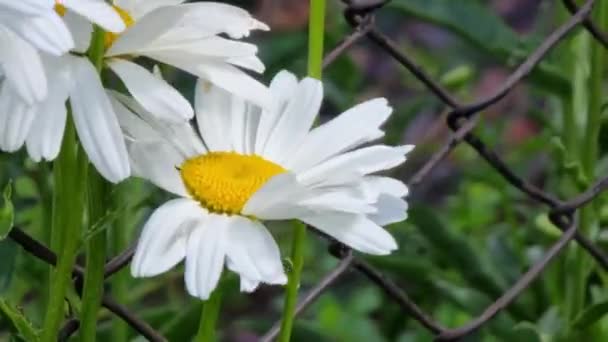 白色的雏菊在一个链条篱笆的背景上 有花的床 — 图库视频影像
