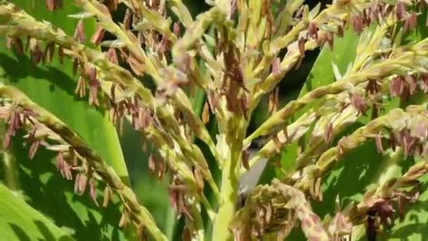 Gros Plan Des Feuilles Des Fleurs Maïs Pollinisation Des Fleurs — Video