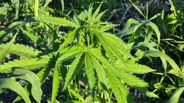 Cannabis Plante Felt Blant Maisblader Marihuana Forlater Nærbilde Solrik Dag – stockvideo