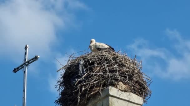 一只白色的鹤 栖息在一座天主教大教堂的屋顶上 靠近一个金属十字架 背景是蓝色的夏日天空 鹤的窝是用树枝和聚乙烯制成的 这是一个环境问题 — 图库视频影像